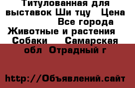 Титулованная для выставок Ши-тцу › Цена ­ 100 000 - Все города Животные и растения » Собаки   . Самарская обл.,Отрадный г.